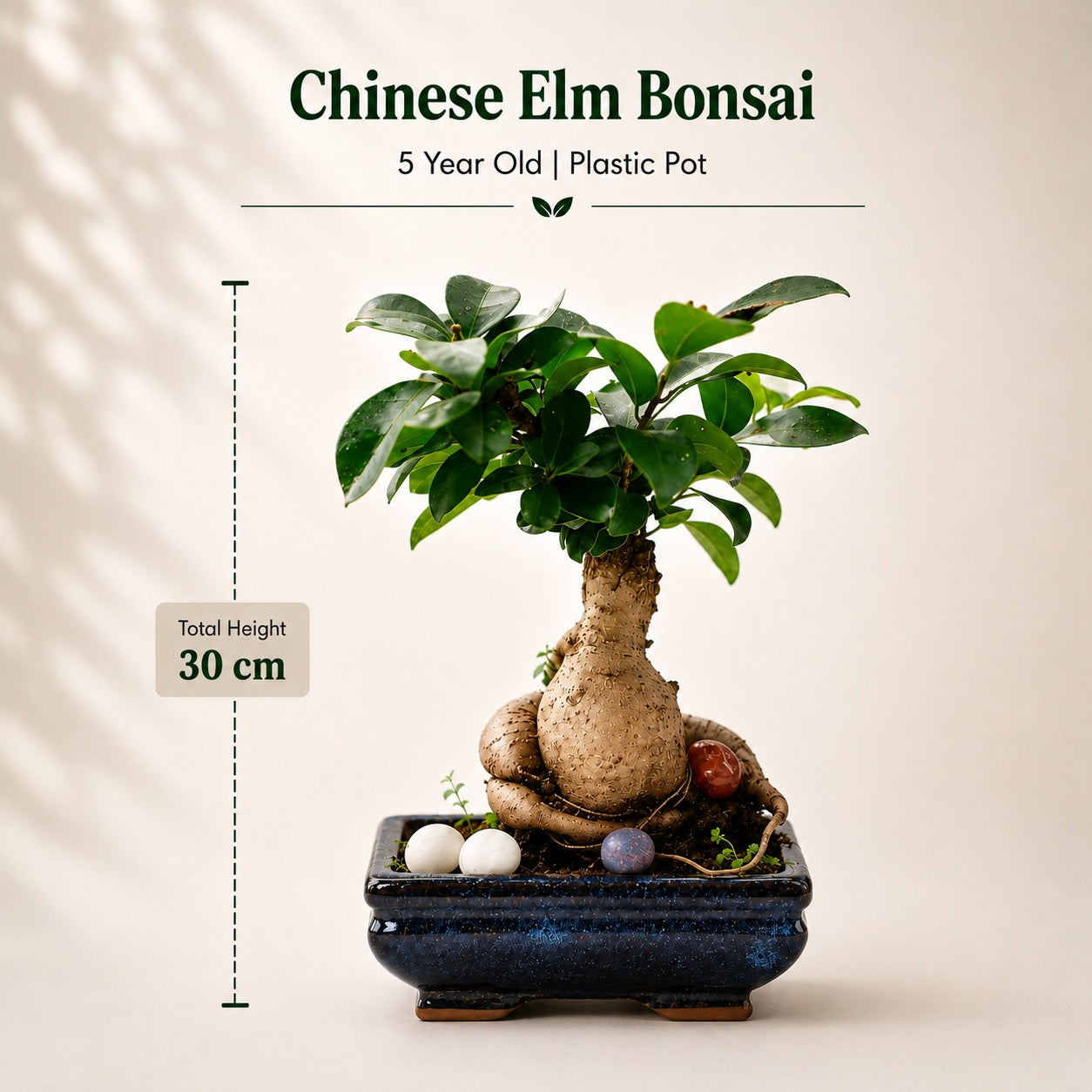 Ficus Microcarpa Indoor Bonsai Tree – 6 Years, Blue Ceramic Pot