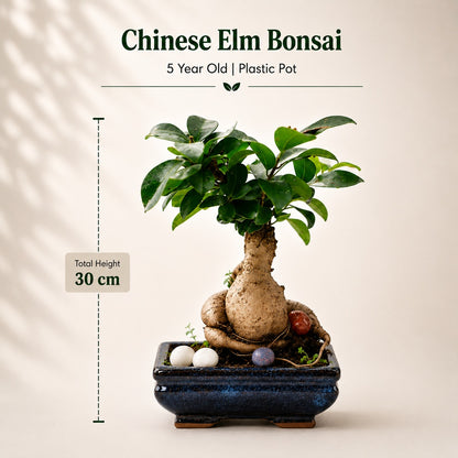 Ficus Microcarpa Indoor Bonsai Tree – 6 Years, Blue Ceramic Pot