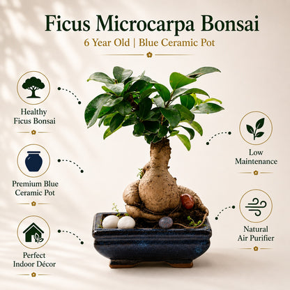 Ficus Microcarpa Indoor Bonsai Tree – 6 Years, Blue Ceramic Pot