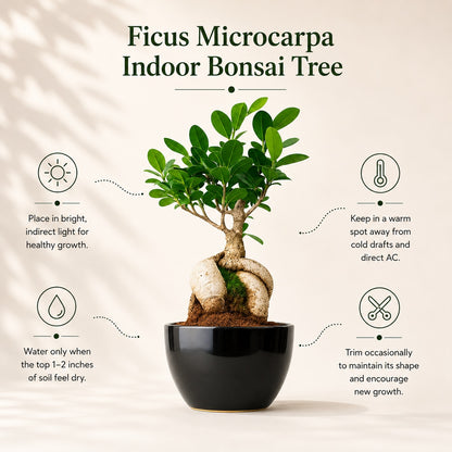 Ficus Microcarpa Indoor Bonsai Tree – 5 Years, Black Ceramic Pot