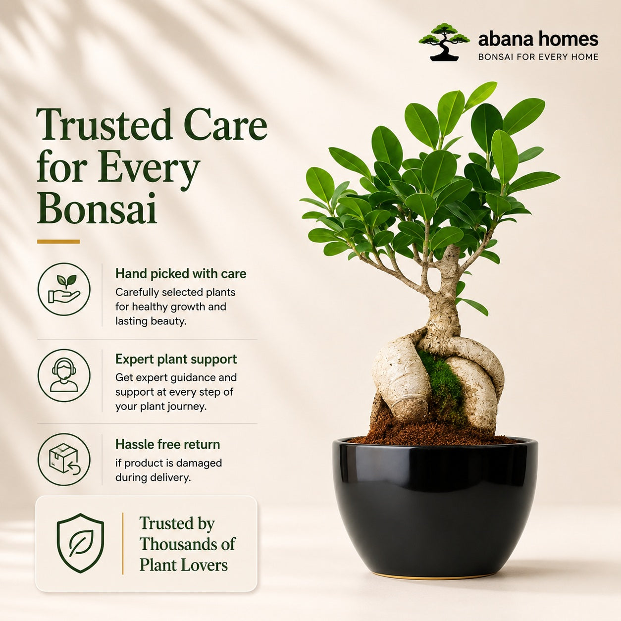Ficus Microcarpa Indoor Bonsai Tree – 5 Years, Black Ceramic Pot