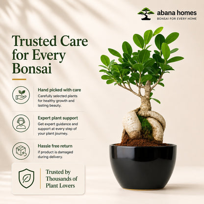 Ficus Microcarpa Indoor Bonsai Tree – 5 Years, Black Ceramic Pot