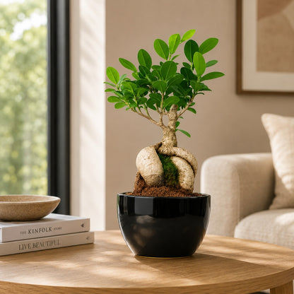Ficus Microcarpa Indoor Bonsai Tree – 5 Years, Black Ceramic Pot