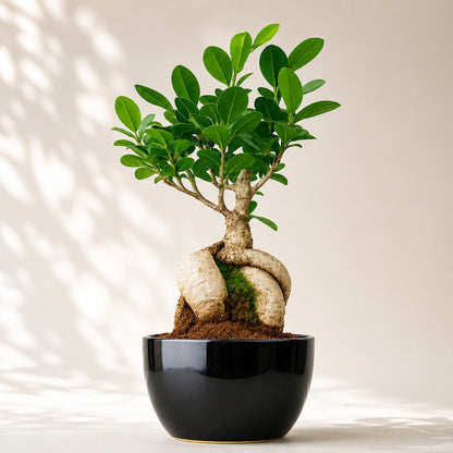 Ficus Microcarpa Indoor Bonsai Tree – 5 Years, Black Ceramic Pot