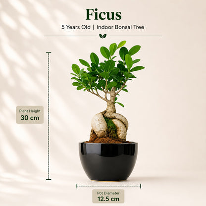 Ficus Microcarpa Indoor Bonsai Tree – 5 Years, Black Ceramic Pot