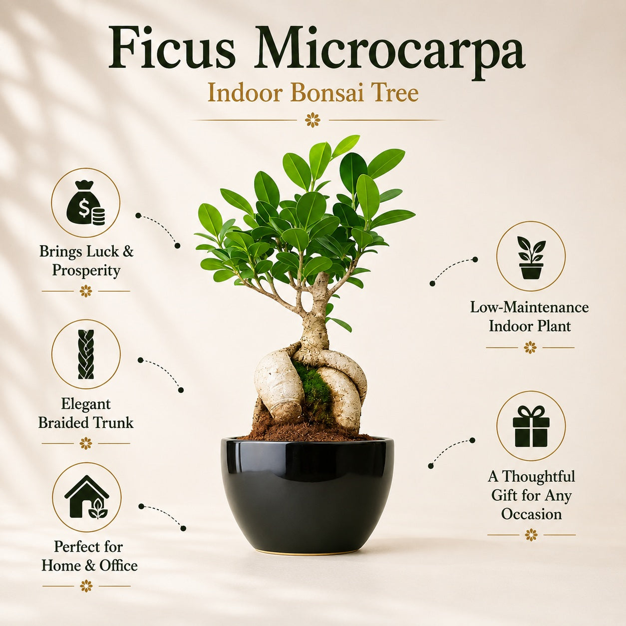 Ficus Microcarpa Indoor Bonsai Tree – 5 Years, Black Ceramic Pot