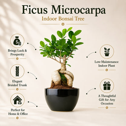 Ficus Microcarpa Indoor Bonsai Tree – 5 Years, Black Ceramic Pot