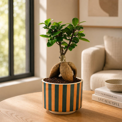 Ficus Microcarpa Indoor Bonsai Tree – 4 Years, Striped Ceramic Pot