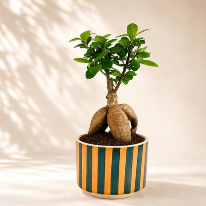 Ficus Microcarpa Indoor Bonsai Tree – 4 Years, Striped Ceramic Pot