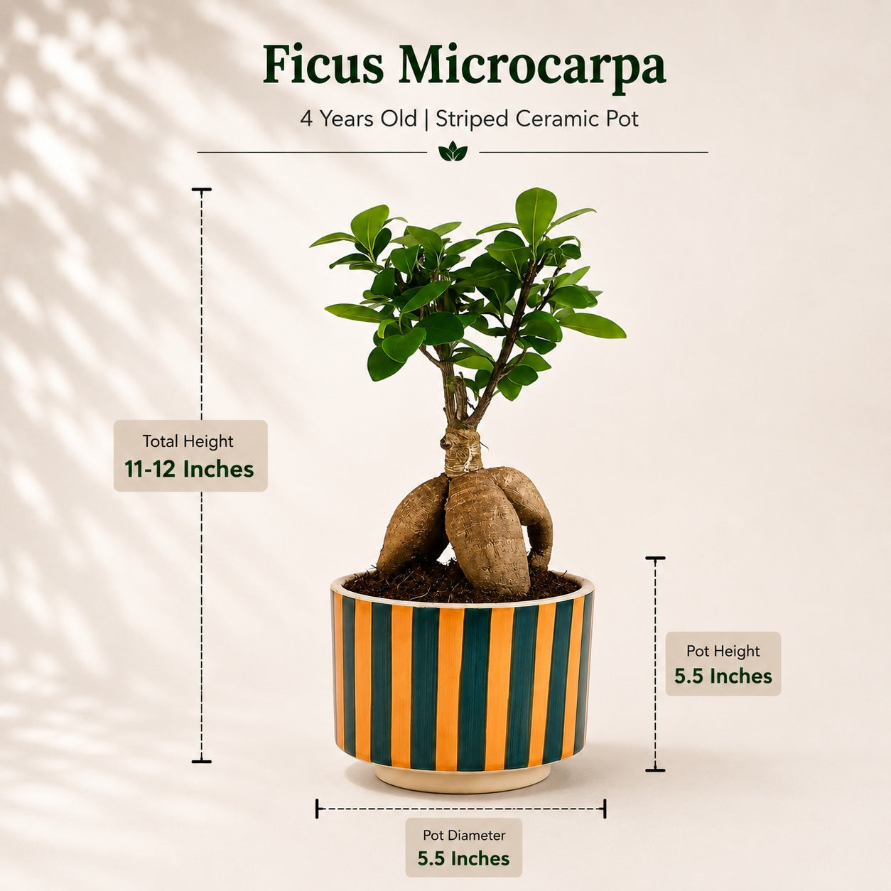Ficus Microcarpa Indoor Bonsai Tree – 4 Years, Striped Ceramic Pot