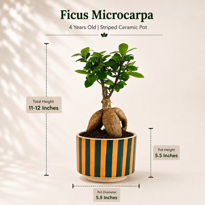 Ficus Microcarpa Indoor Bonsai Tree – 4 Years, Striped Ceramic Pot