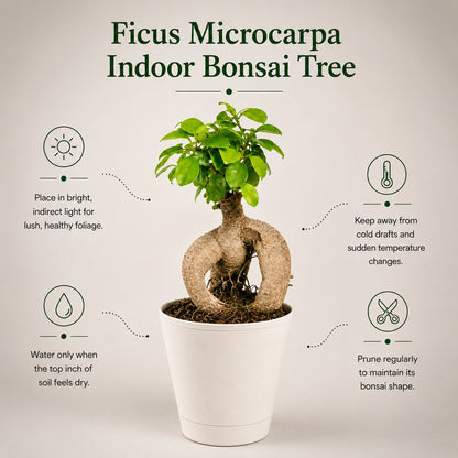 Ficus Microcarpa Indoor Bonsai Tree – 3 Years, Self-Watering Pot