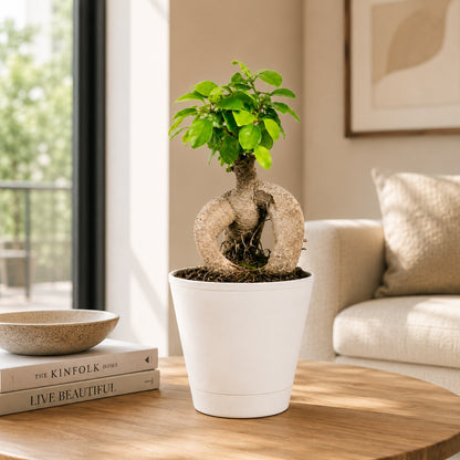 Ficus Microcarpa Indoor Bonsai Tree – 3 Years, Self-Watering Pot