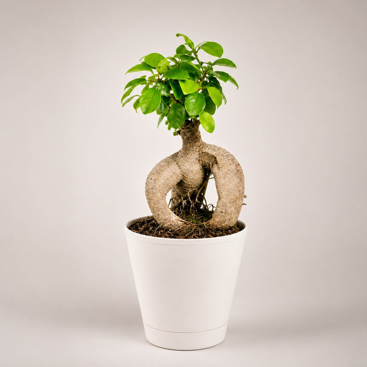 Ficus Microcarpa Indoor Bonsai Tree – 3 Years, Self-Watering Pot