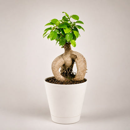 Ficus Microcarpa Indoor Bonsai Tree – 3 Years, Self-Watering Pot