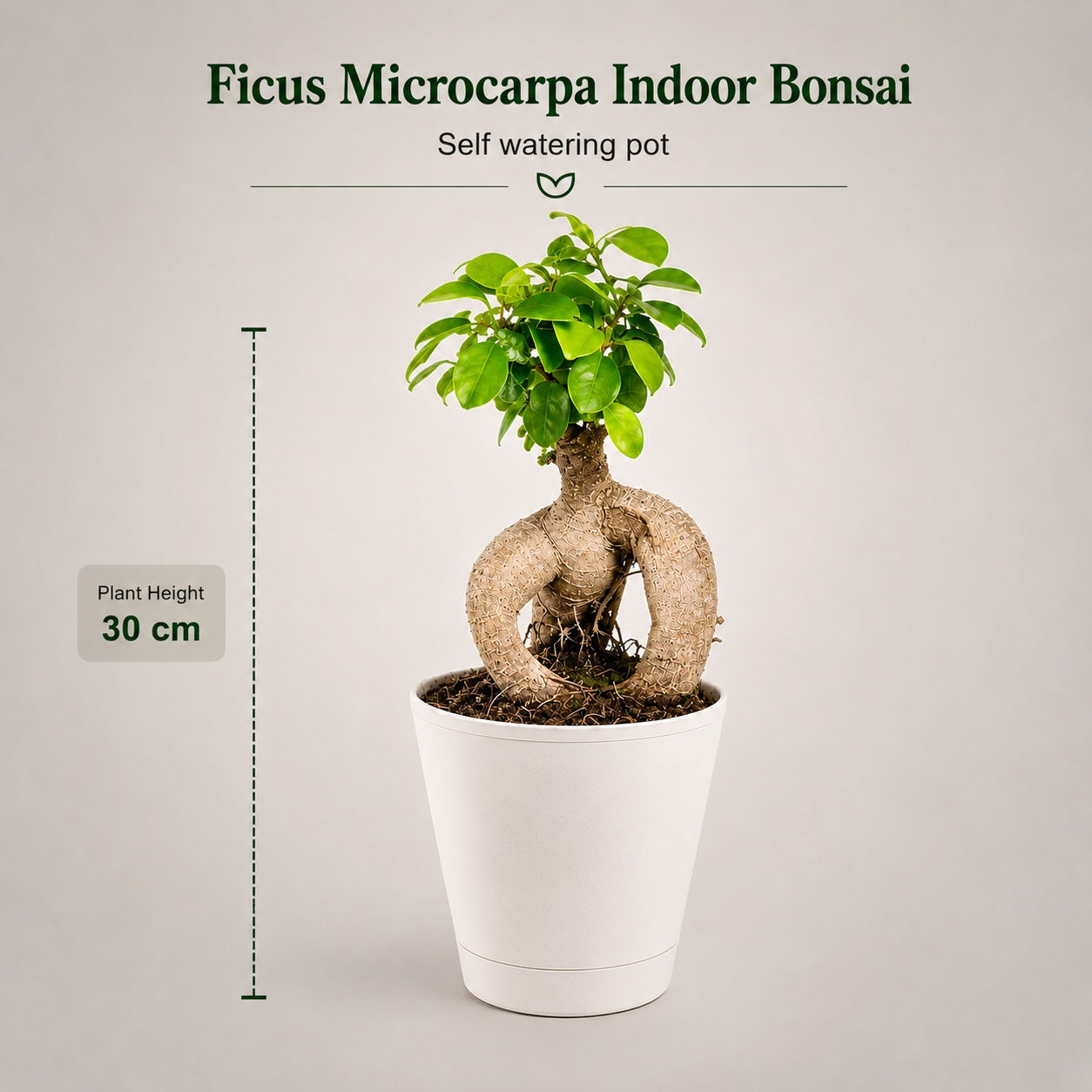 Ficus Microcarpa Indoor Bonsai Tree – 3 Years, Self-Watering Pot