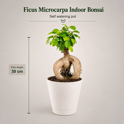 Ficus Microcarpa Indoor Bonsai Tree – 3 Years, Self-Watering Pot