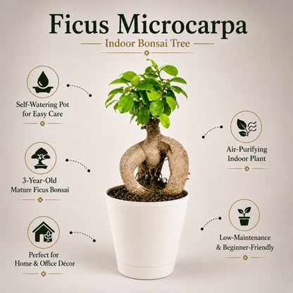 Ficus Microcarpa Indoor Bonsai Tree – 3 Years, Self-Watering Pot