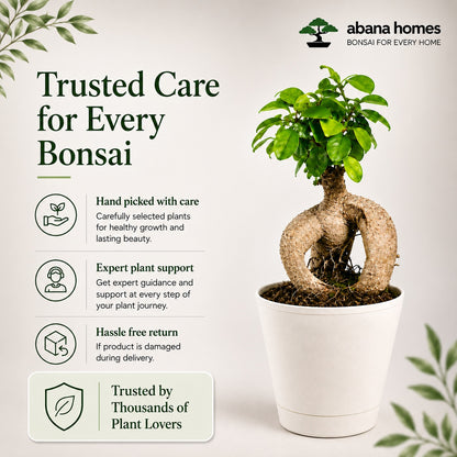 Ficus Microcarpa Indoor Bonsai Tree – 3 Years, Self-Watering Pot