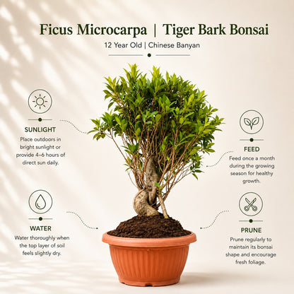 Ficus Microcarpa Tiger Bark Bonsai Tree – 12 Years, 70cm