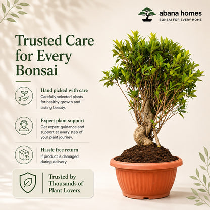 Ficus Microcarpa Tiger Bark Bonsai Tree – 12 Years, 70cm