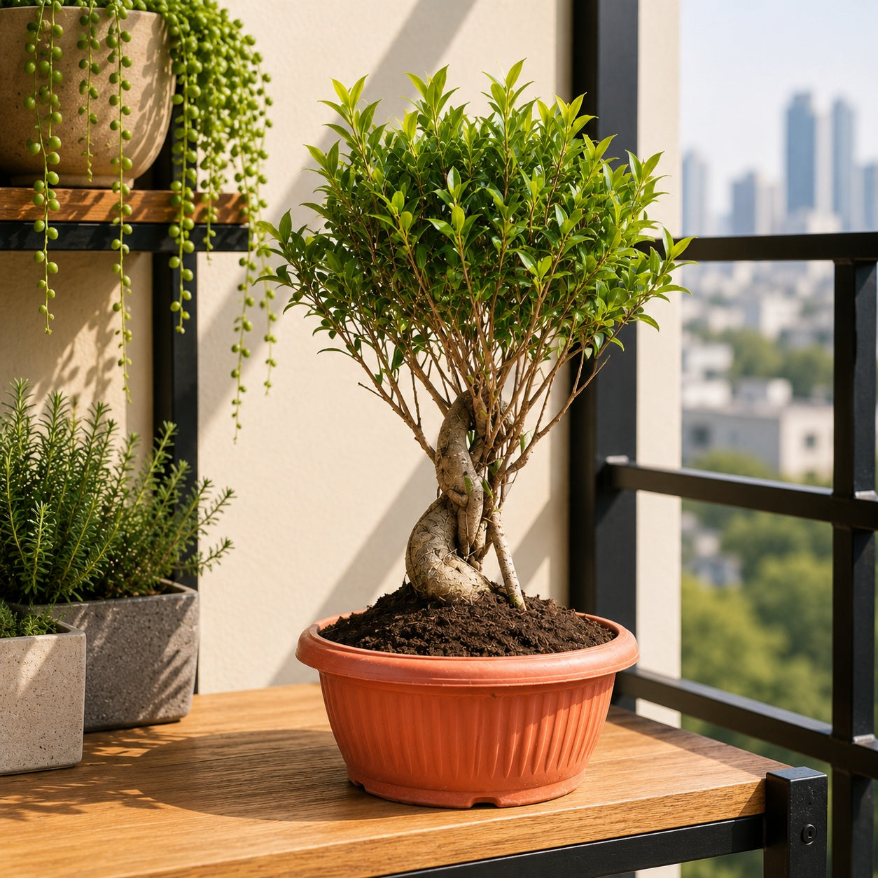 Ficus Microcarpa Tiger Bark Bonsai Tree – 12 Years, 70cm