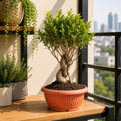 Ficus Microcarpa Tiger Bark Bonsai Tree – 12 Years, 70cm