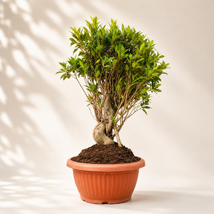 Ficus Microcarpa Tiger Bark Bonsai Tree – 12 Years, 70cm