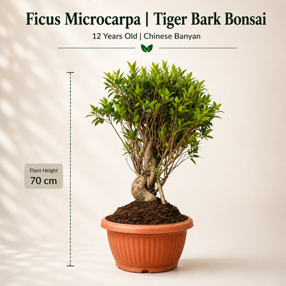 Ficus Microcarpa Tiger Bark Bonsai Tree – 12 Years, 70cm