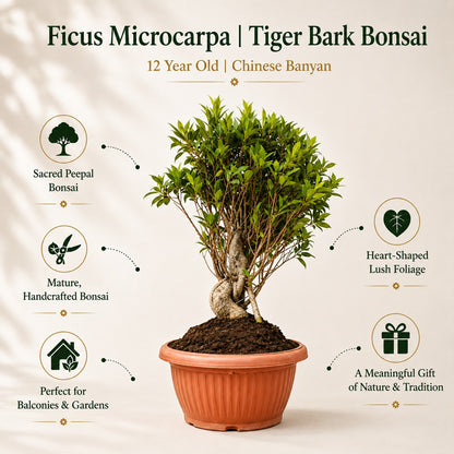Ficus Microcarpa Tiger Bark Bonsai Tree – 12 Years, 70cm