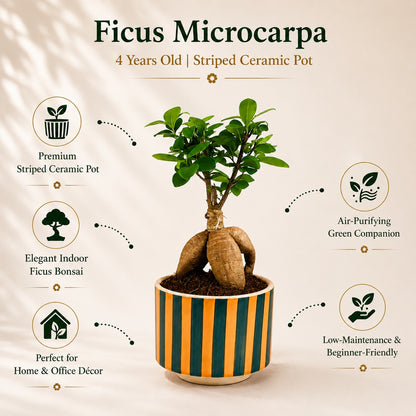 Ficus Microcarpa Indoor Bonsai Tree – 4 Years, Striped Ceramic Pot