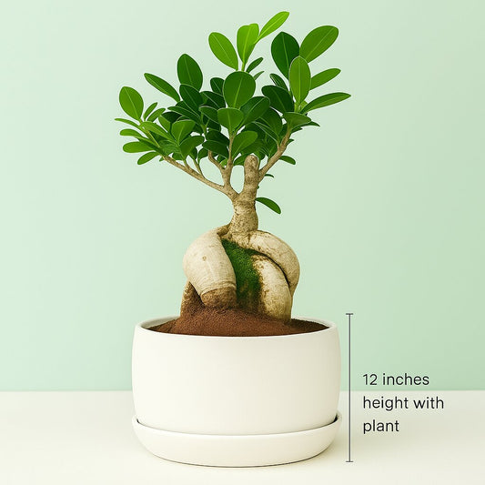 Ficus Plant Bonsai Tree potted in a white premium planter