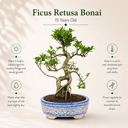 Ficus Retusa Outdoor Bonsai Tree – 15 Years, Ceramic Pot