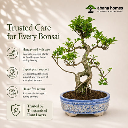 Ficus Retusa Outdoor Bonsai Tree – 15 Years, Ceramic Pot