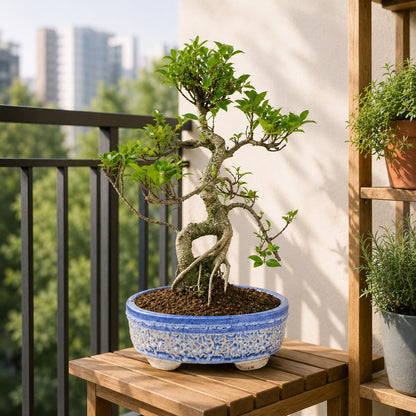 Ficus Retusa Outdoor Bonsai Tree – 15 Years, Ceramic Pot