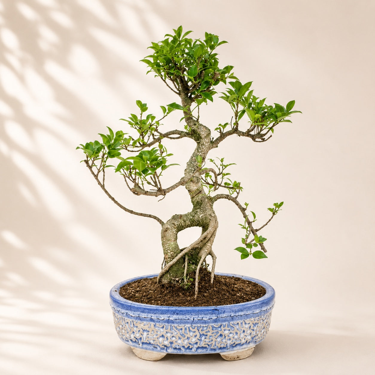 Ficus Retusa Outdoor Bonsai Tree – 15 Years, Ceramic Pot