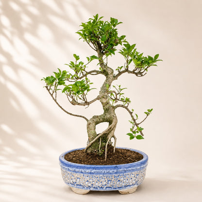 Ficus Retusa Outdoor Bonsai Tree – 15 Years, Ceramic Pot