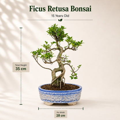 Ficus Retusa Outdoor Bonsai Tree – 15 Years, Ceramic Pot