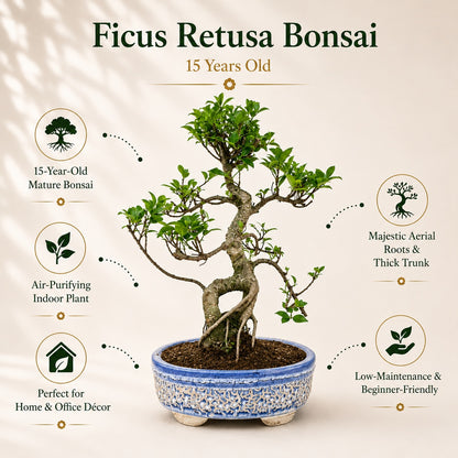 Ficus Retusa Outdoor Bonsai Tree – 15 Years, Ceramic Pot