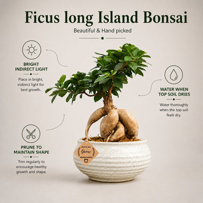 Beautiful Ficus long Island Bonsai