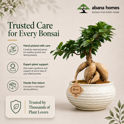Beautiful Ficus long Island Bonsai