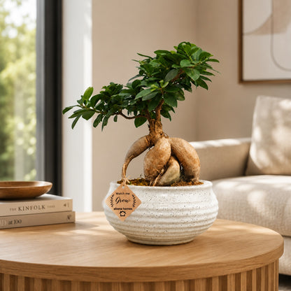 Beautiful Ficus long Island Bonsai