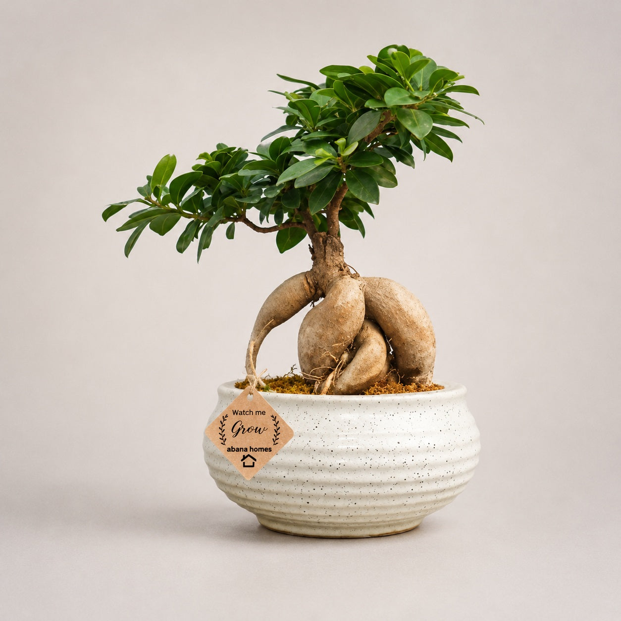 Beautiful Ficus long Island Bonsai