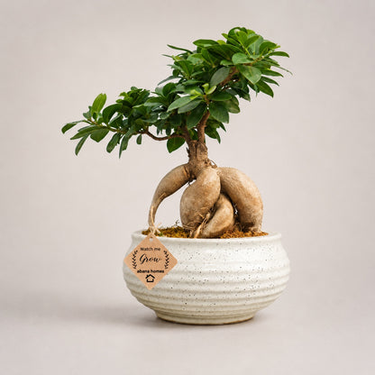 Beautiful Ficus long Island Bonsai