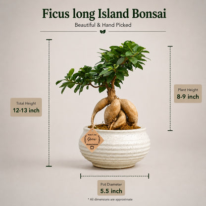 Beautiful Ficus long Island Bonsai