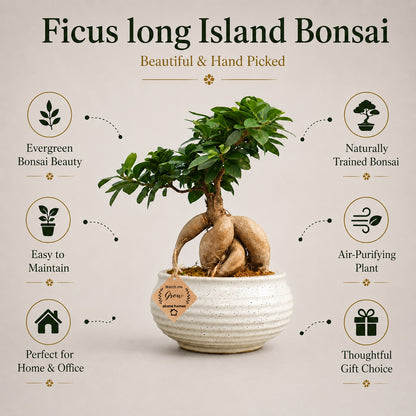 Beautiful Ficus long Island Bonsai