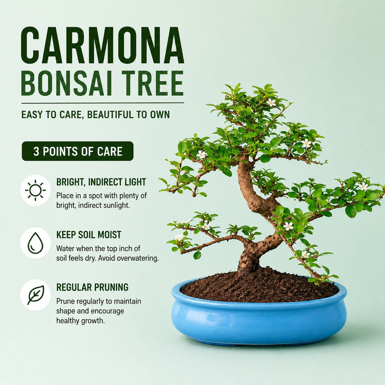 Carmona Flowering Bonsai 9-10 Years – Big Blue Oval Pot