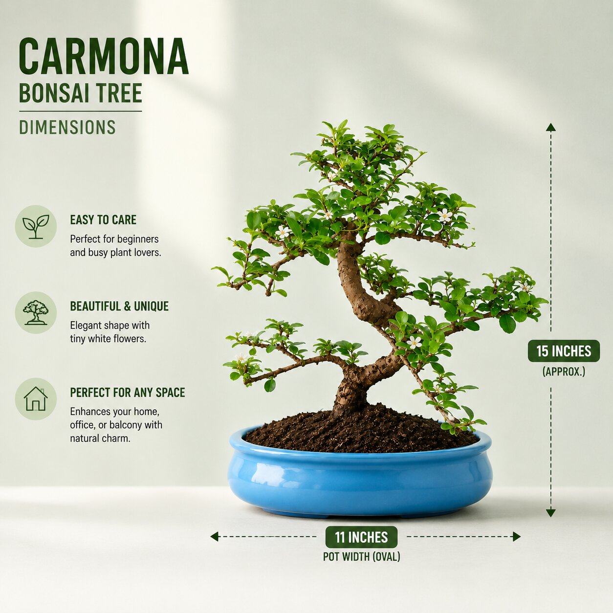 Carmona Flowering Bonsai 9-10 Years – Big Blue Oval Pot
