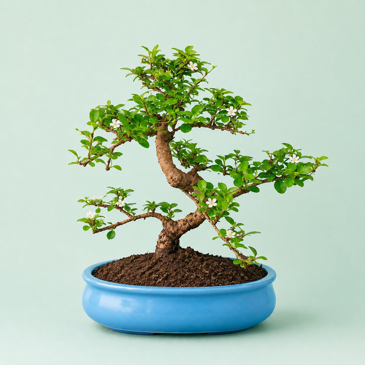 Carmona Flowering Bonsai 9-10 Years – Big Blue Oval Pot