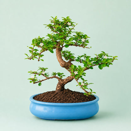Carmona Flowering Indoor Bonsai Tree – 9 Years, Blue Oval Pot